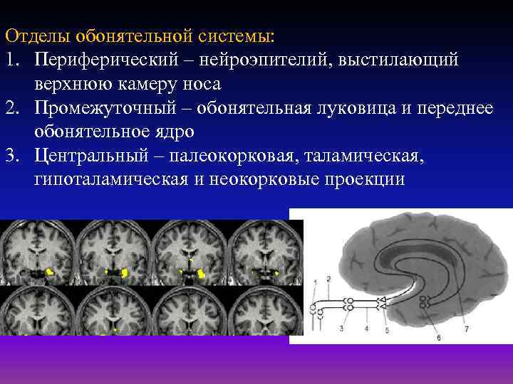 Отделы обонятельной системы: 1. Периферический – нейроэпителий, выстилающий верхнюю камеру носа 2. Промежуточный –