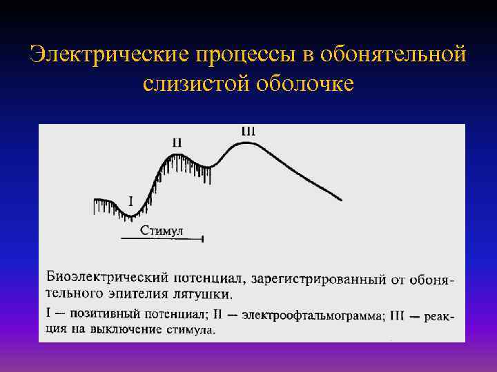 Электрические процессы в обонятельной слизистой оболочке 