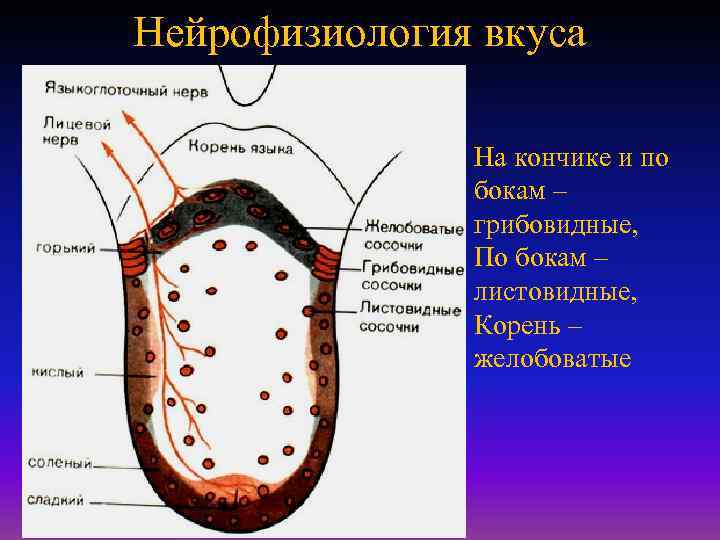 Нейрофизиология вкуса На кончике и по бокам – грибовидные, По бокам – листовидные, Корень