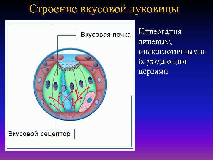 Строение вкусовой луковицы Иннервация лицевым, языкоглоточным и блуждающим нервами 