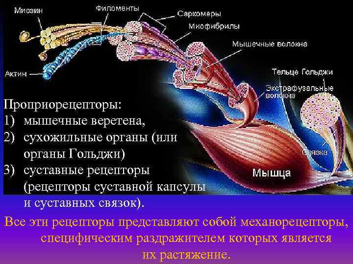 Проприорецепторы: 1) мышечные веретена, 2) сухожильные органы (или органы Гольджи) 3) суставные рецепторы (рецепторы