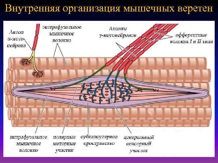 Внутренняя организация мышечных веретен 