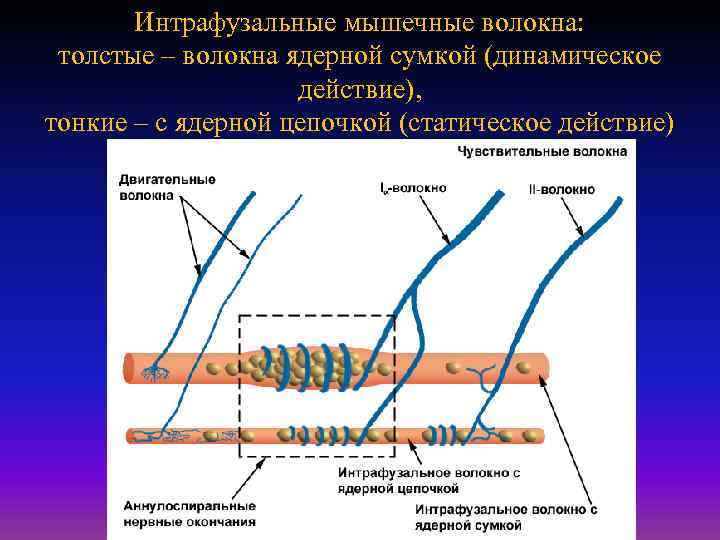 Интрафузальные мышечные волокна: толстые – волокна ядерной сумкой (динамическое действие), тонкие – с ядерной