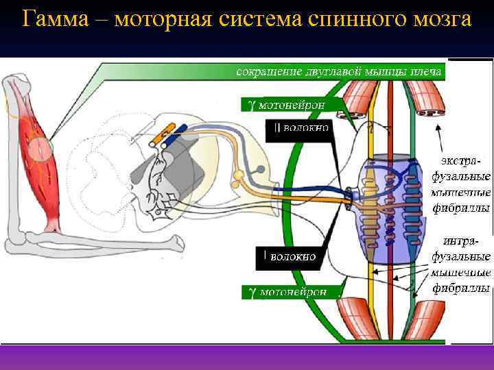 Гамма – моторная система спинного мозга 