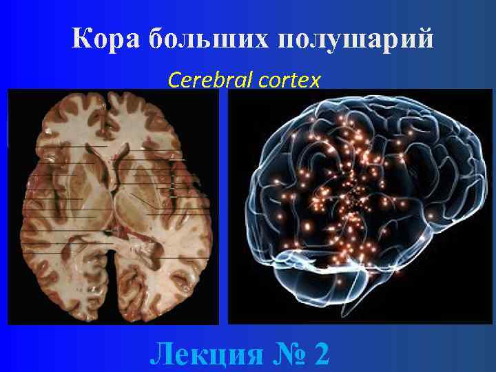 Кора больших полушарий Cerebral cortex Лекция № 2 