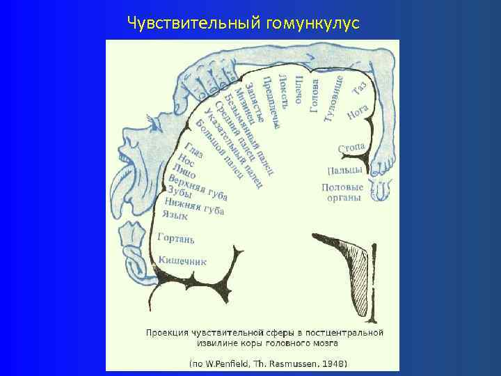 Кора больших полушарий гистология рисунок