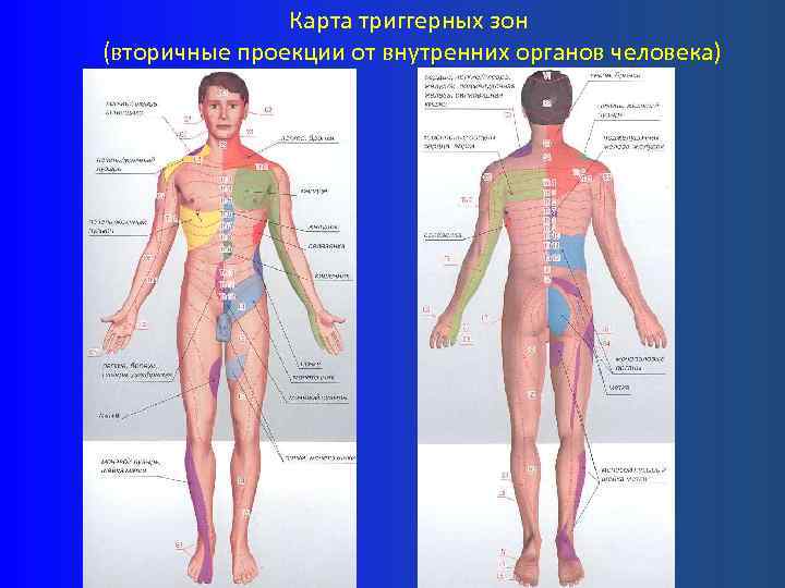 Карта триггерных зон (вторичные проекции от внутренних органов человека) 