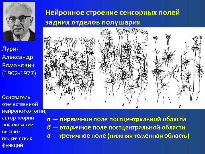 Нейронное строение сенсорных полей задних отделов полушария Лурия Александр Романович (1902 -1977) Основатель отечественной