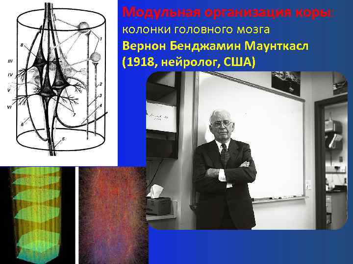 Модульная организация коры: колонки головного мозга Вернон Бенджамин Маунткасл (1918, нейролог, США) 