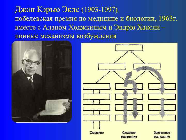 Джон Кэрью Эклс (1903 -1997), нобелевская премия по медицине и биологии, 1963 г. вместе