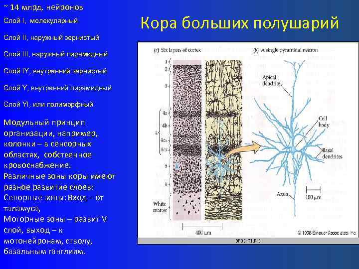~ 14 млрд. нейронов Слой I, молекулярный Слой II, наружный зернистый Слой III, наружный