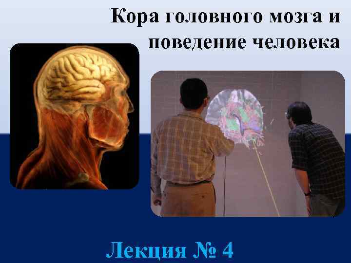 Кора головного мозга и поведение человека Лекция № 4 