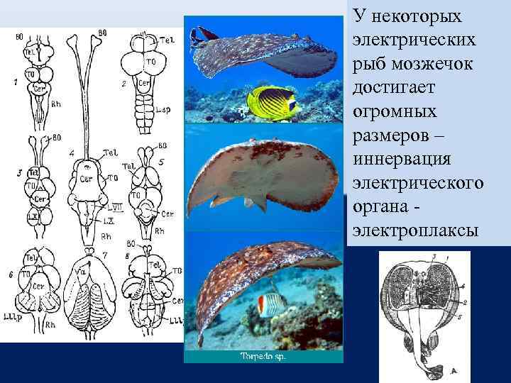 У некоторых электрических рыб мозжечок достигает огромных размеров – иннервация электрического органа электроплаксы 
