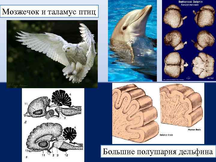 Мозжечок и таламус птиц Большие полушария дельфина 