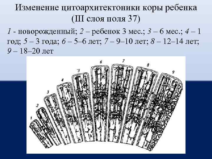 Изменение цитоархитектоники коры ребенка (III слоя поля 37) 1 - новорожденный; 2 – ребенок
