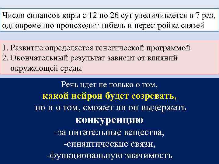 Число синапсов коры с 12 по 26 сут увеличивается в 7 раз, одновременно происходит