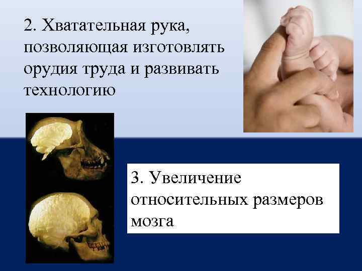 2. Хватательная рука, позволяющая изготовлять орудия труда и развивать технологию 3. Увеличение относительных размеров