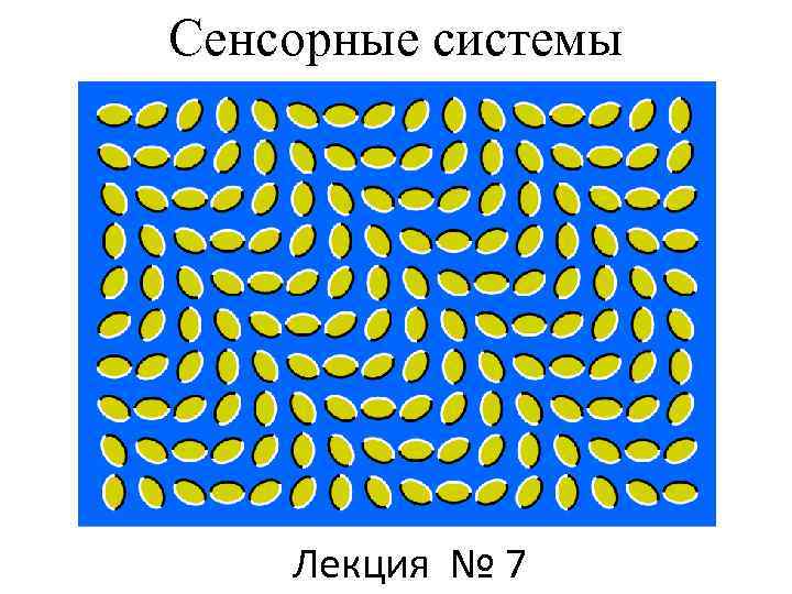 Сенсорные системы Лекция № 7 