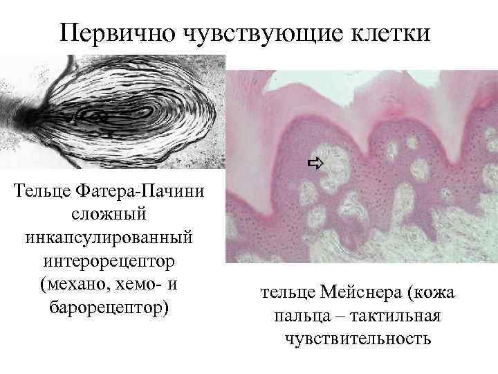 Первично чувствующие клетки Тельце Фатера-Пачини сложный инкапсулированный интерорецептор (механо, хемо- и барорецептор) тельце Мейснера