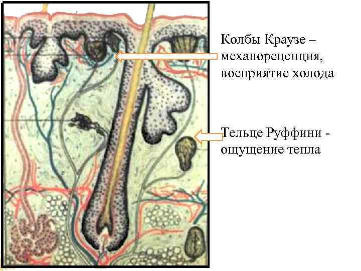 Колбы Краузе – механорецепция, восприятие холода Тельце Руффини ощущение тепла 