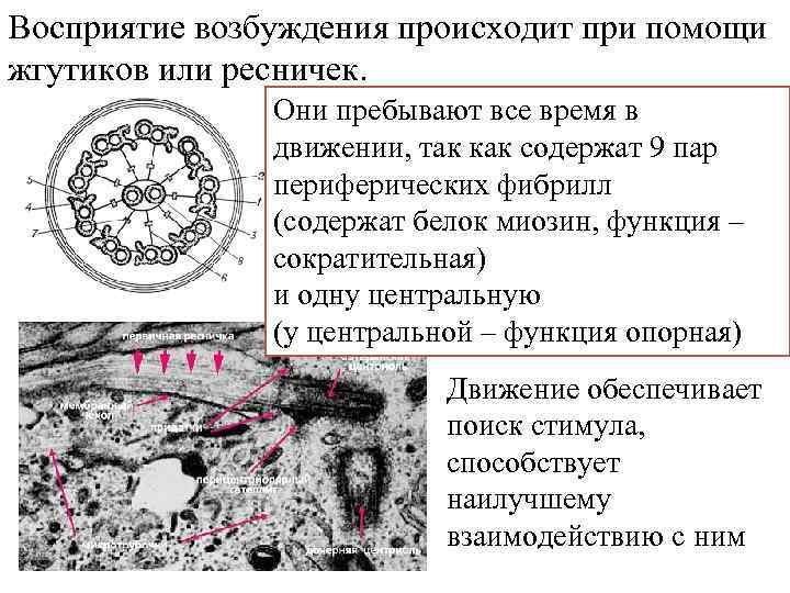 Восприятие возбуждения происходит при помощи жгутиков или ресничек. Они пребывают все время в движении,