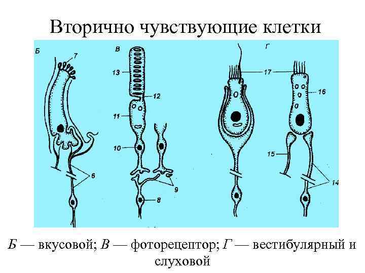 Вторично чувствующие клетки Б — вкусовой; В — фоторецептор; Г — вестибулярный и слуховой