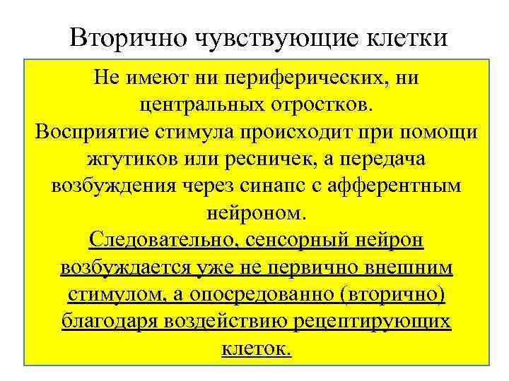 Вторично чувствующие клетки Не имеют ни периферических, ни центральных отростков. Восприятие стимула происходит при