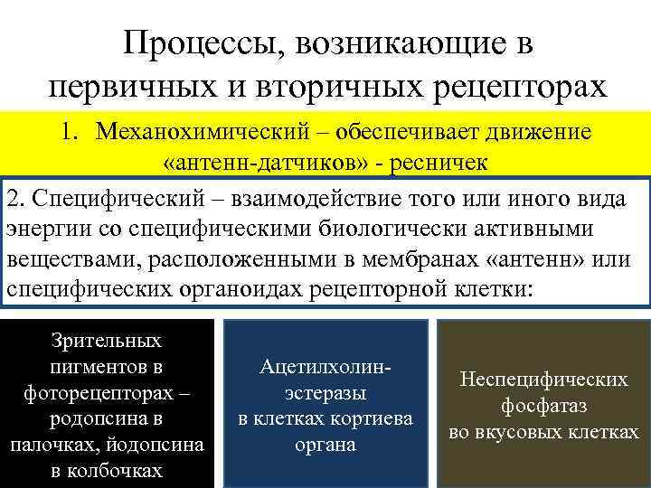 Процессы, возникающие в первичных и вторичных рецепторах 1. Механохимический – обеспечивает движение «антенн-датчиков» -