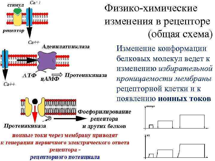 Физико-химические изменения в рецепторе (общая схема) Изменение конформации белковых молекул ведет к изменению избирательной