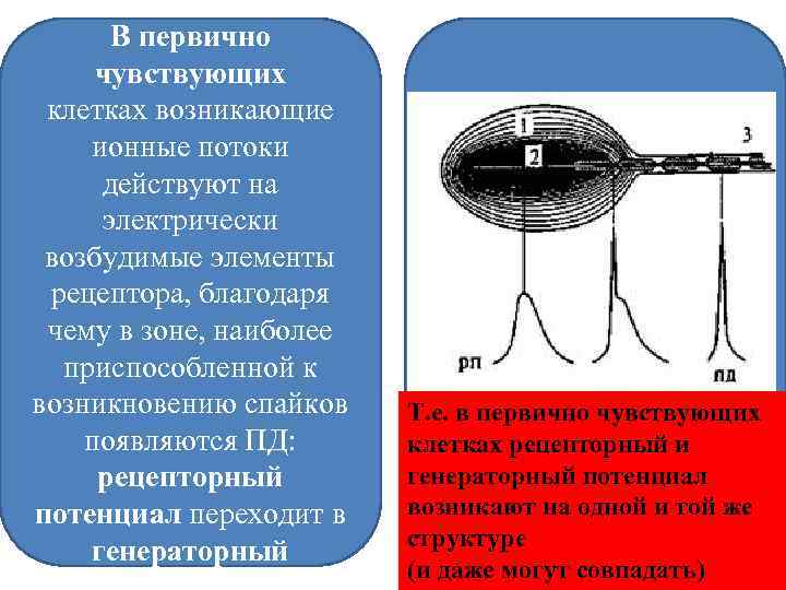 В первично чувствующих клетках возникающие ионные потоки действуют на электрически возбудимые элементы рецептора, благодаря