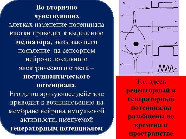 Ощущение клетки. Вторично чувствующие клетки. Первично и вторично чувствующие клетки. Во вторично чувствующих органах клетки. Первично и вторично чувствующие клетки и их генераторный потенциал.