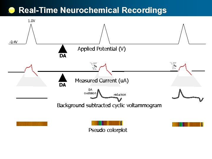 Real-Time Neurochemical Recordings 1. 0 V -0. 4 V Applied Potential (V) DA DA