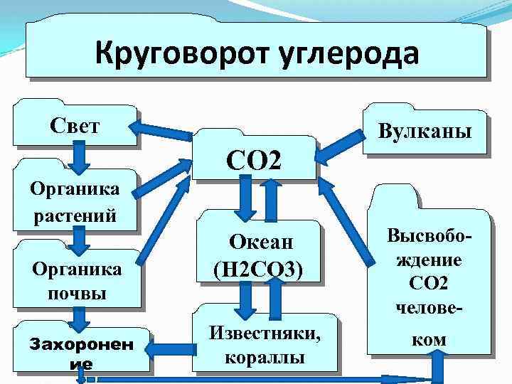 Схема круговорота кальция