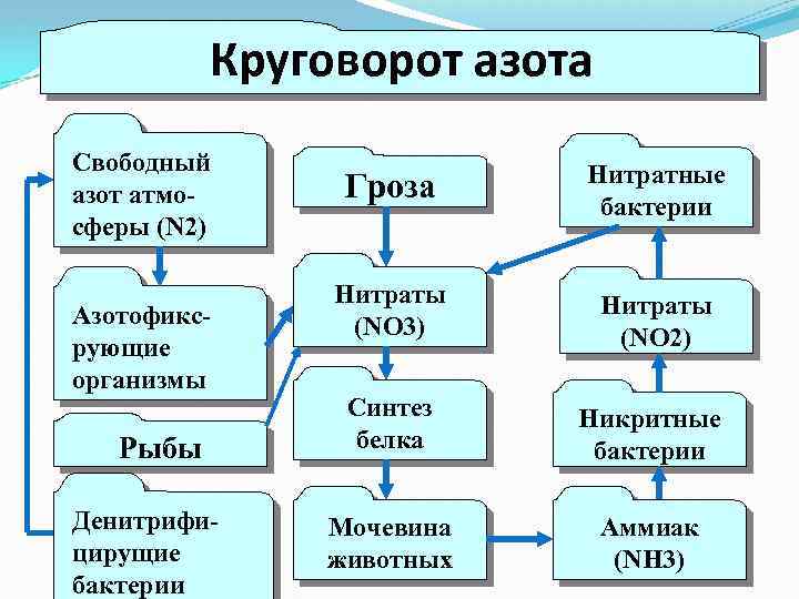 Круговорот азота Свободный азот атмосферы (N 2) Азотофиксрующие организмы Рыбы Денитрифицирущие бактерии Гроза Нитратные