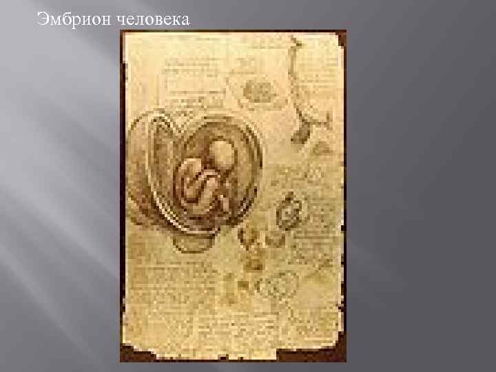 Эмбрион человека 