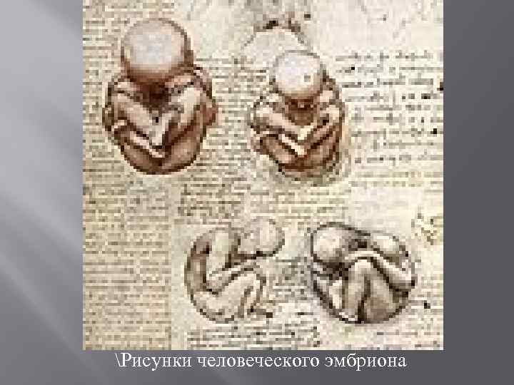 Рисунки человеческого эмбриона 
