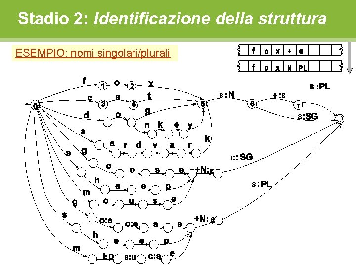 Stadio 2: Identificazione della struttura ESEMPIO: nomi singolari/plurali 