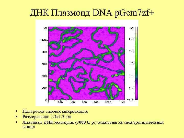 ДНК Плазмоид DNA p. Gem 7 zf+ • • • Поперечно-силовая микроскопия Размер скана:
