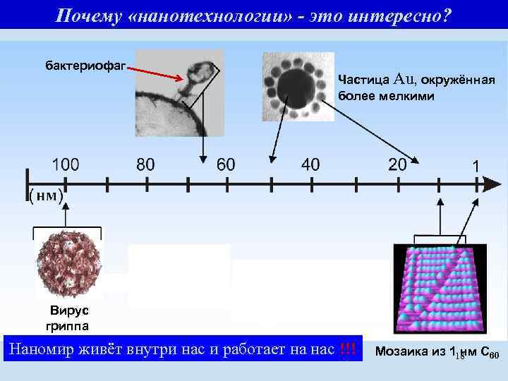 Почему «нанотехнологии» - это интересно? бактериофаг Частица Au, окружённая более мелкими Вирус гриппа Наномир