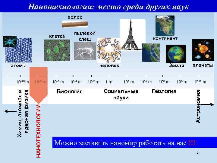 Нанотехнологии: место среди других наук волос пылевой клещ человек Биология НАНОТЕХНОЛОГИИ Химия, атомная и