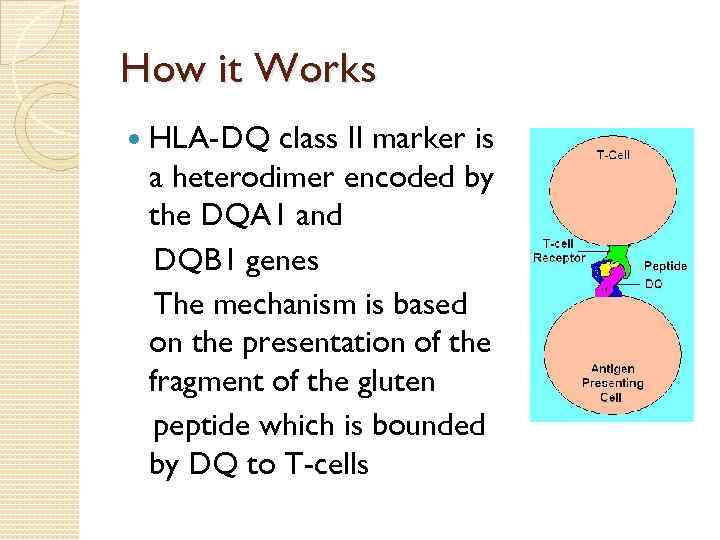 How it Works HLA-DQ class II marker is a heterodimer encoded by the DQA