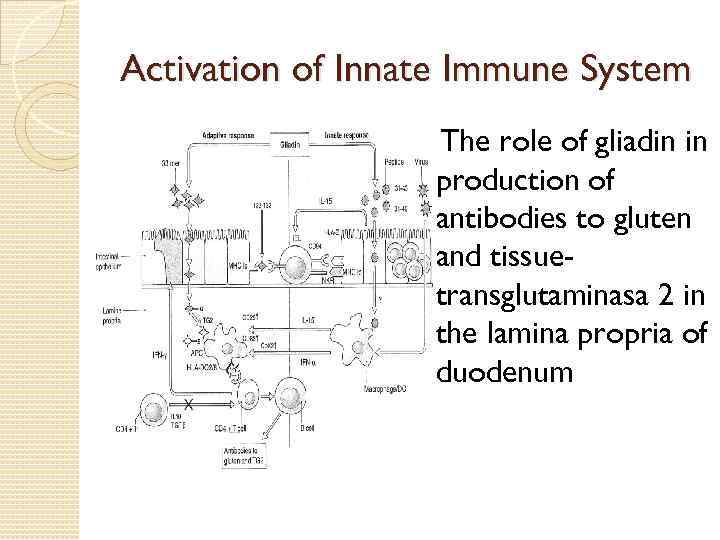 Activation of Innate Immune System The role of gliadin in production of antibodies to
