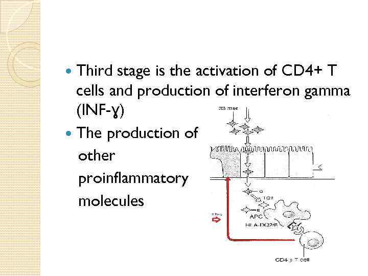 Third stage is the activation of CD 4+ T cells and production of interferon