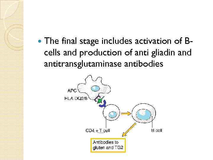  The final stage includes activation of Bcells and production of anti gliadin and