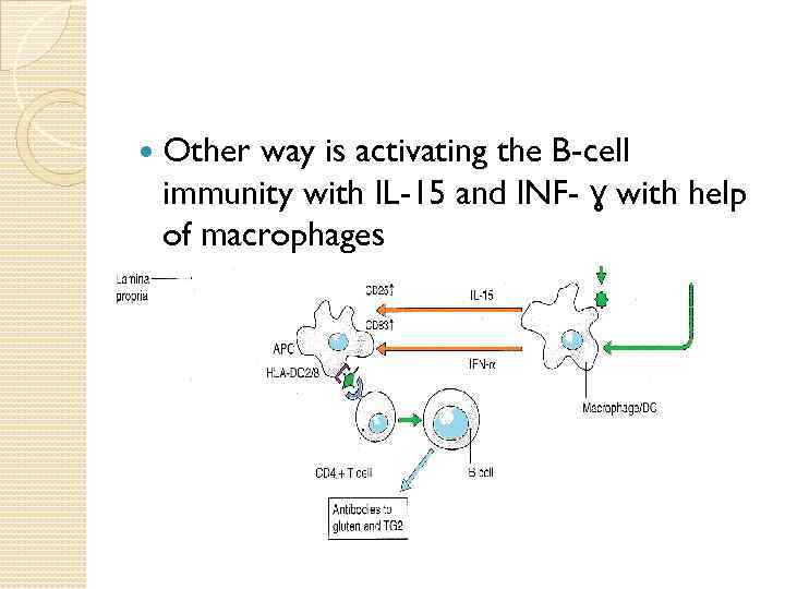  Other way is activating the B-cell immunity with IL-15 and INF- ɣ with