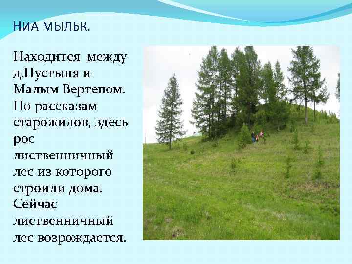 НИА МЫЛЬК. Находится между д. Пустыня и Малым Вертепом. По рассказам старожилов, здесь рос