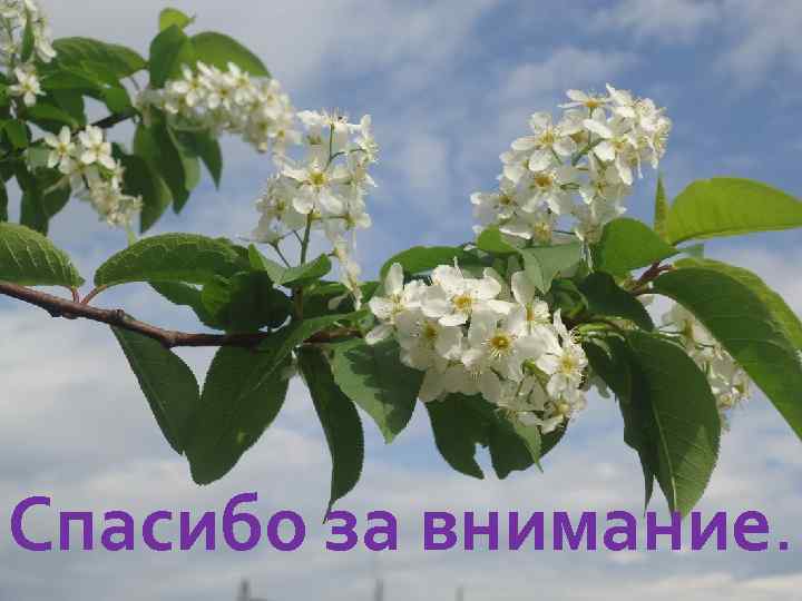 Спасибо за внимание. 