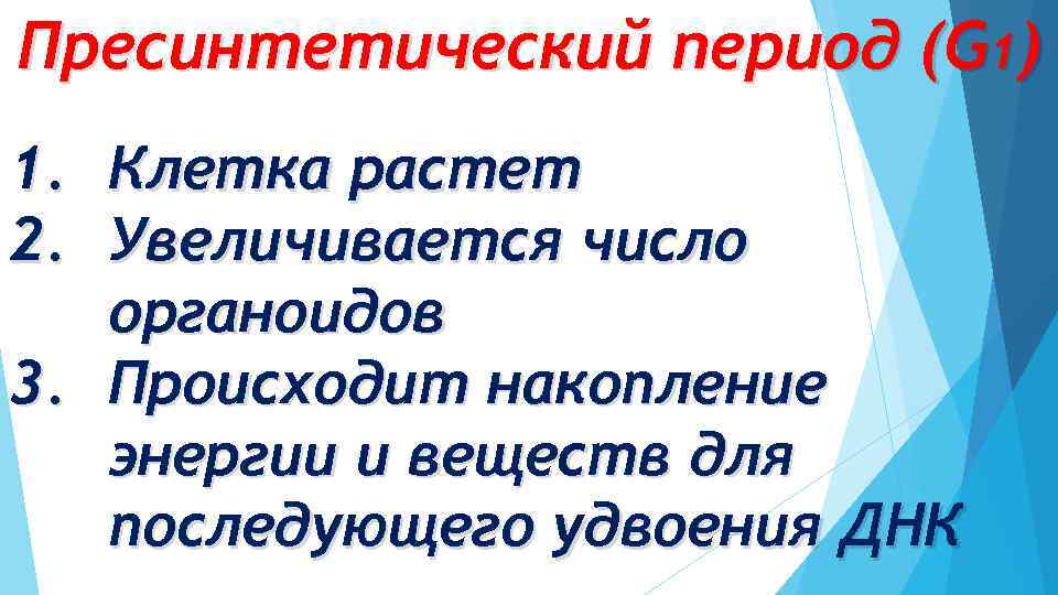 Пресинтетический период (G 1) 1. Клетка растет 2. Увеличивается число органоидов 3. Происходит накопление