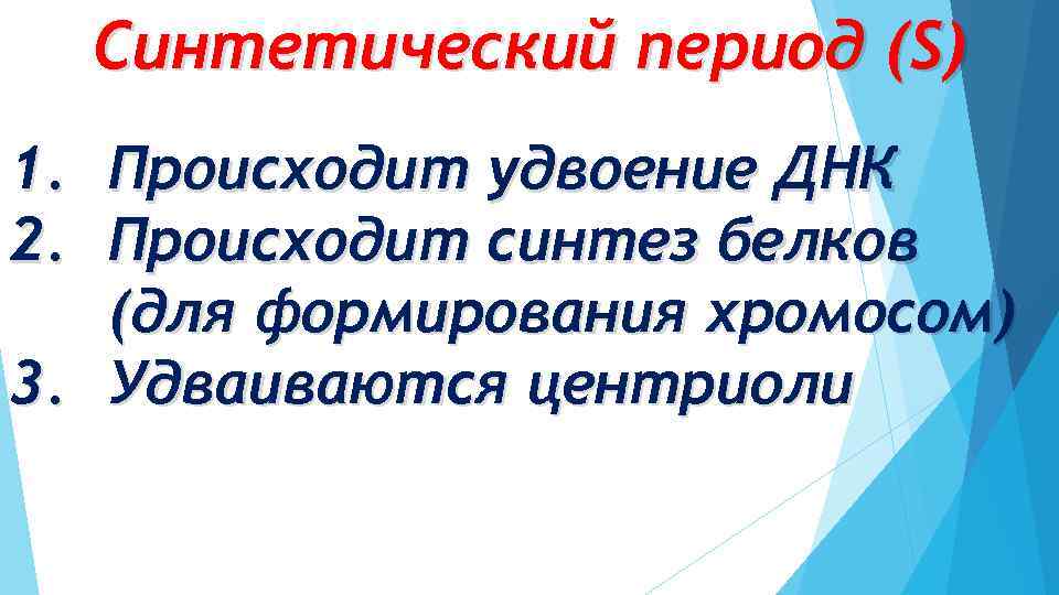 Синтетический период (S) 1. Происходит удвоение ДНК 2. Происходит синтез белков (для формирования хромосом)