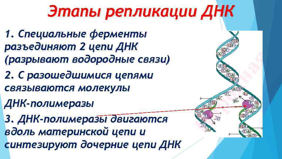 Этапы репликации ДНК 1. Специальные ферменты разъединяют 2 цепи ДНК (разрывают водородные связи) 2.